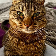 Ulma participe au concours pour gagner de l'argent avec cette photo : cat, tabby, green_eyes, whiskers, close_up, pet, feline, indoor, bedroom, soft_surface, fur, animal, cute, portrait, relaxed, domestic_cat, tabby_pattern, ears, paws, household