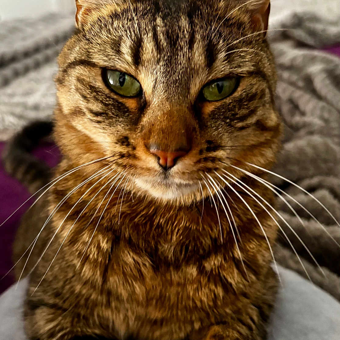 Ulma participe au concours pour gagner de l'argent avec cette photo : cat, tabby, green_eyes, whiskers, close_up, pet, feline, indoor, bedroom, soft_surface, fur, animal, cute, portrait, relaxed, domestic_cat, tabby_pattern, ears, paws, household