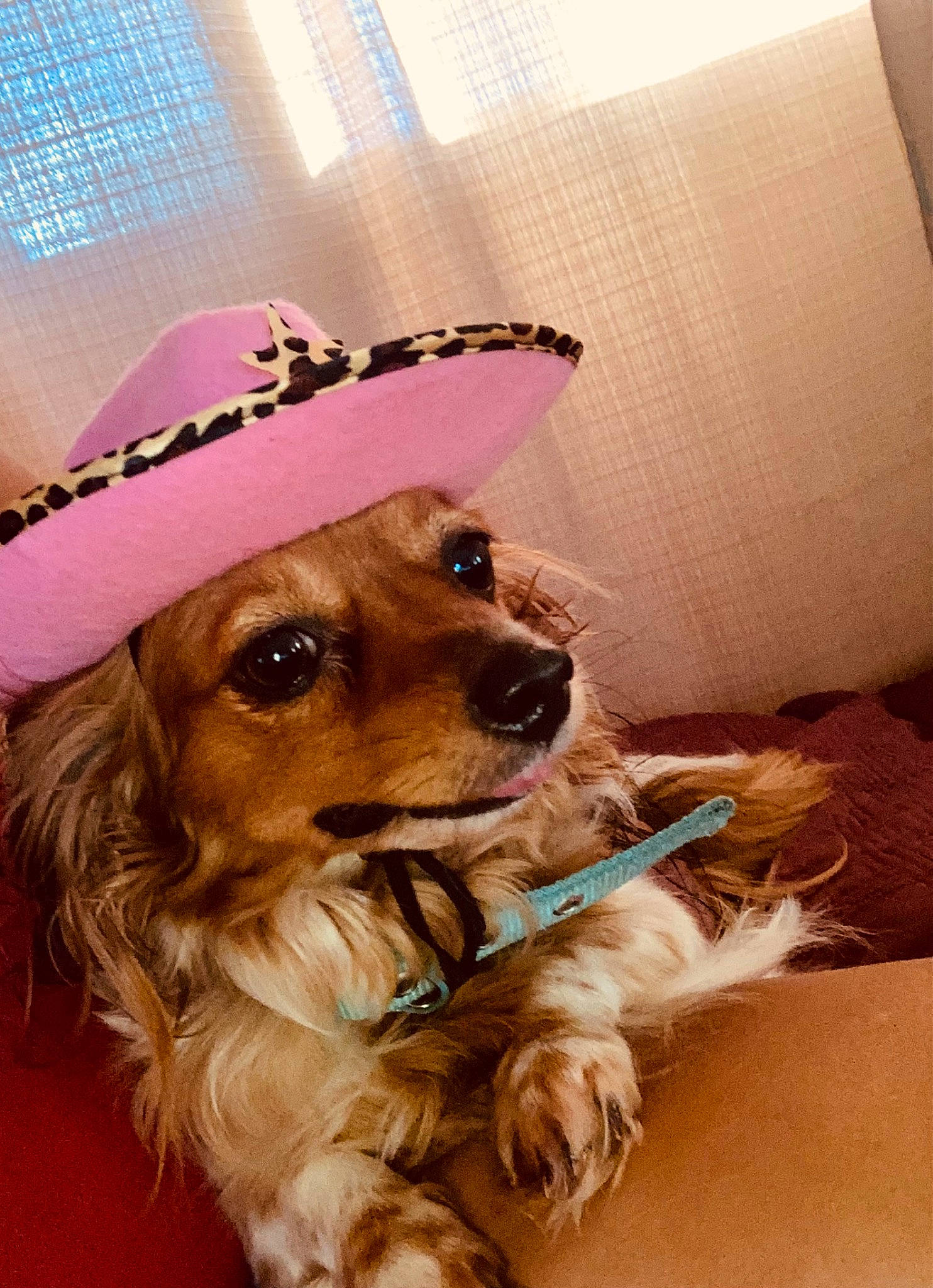 Katie is registered to the contest to win money with this photo: canidae, carnivore, companion_dog, dog, dog_breed, dog_collar, dog_supply, eyewear, fashion_accessory, fawn, fur, goggles, hat, liver, smile, snout, spaniel, sporting_group, sunglasses, whiskers