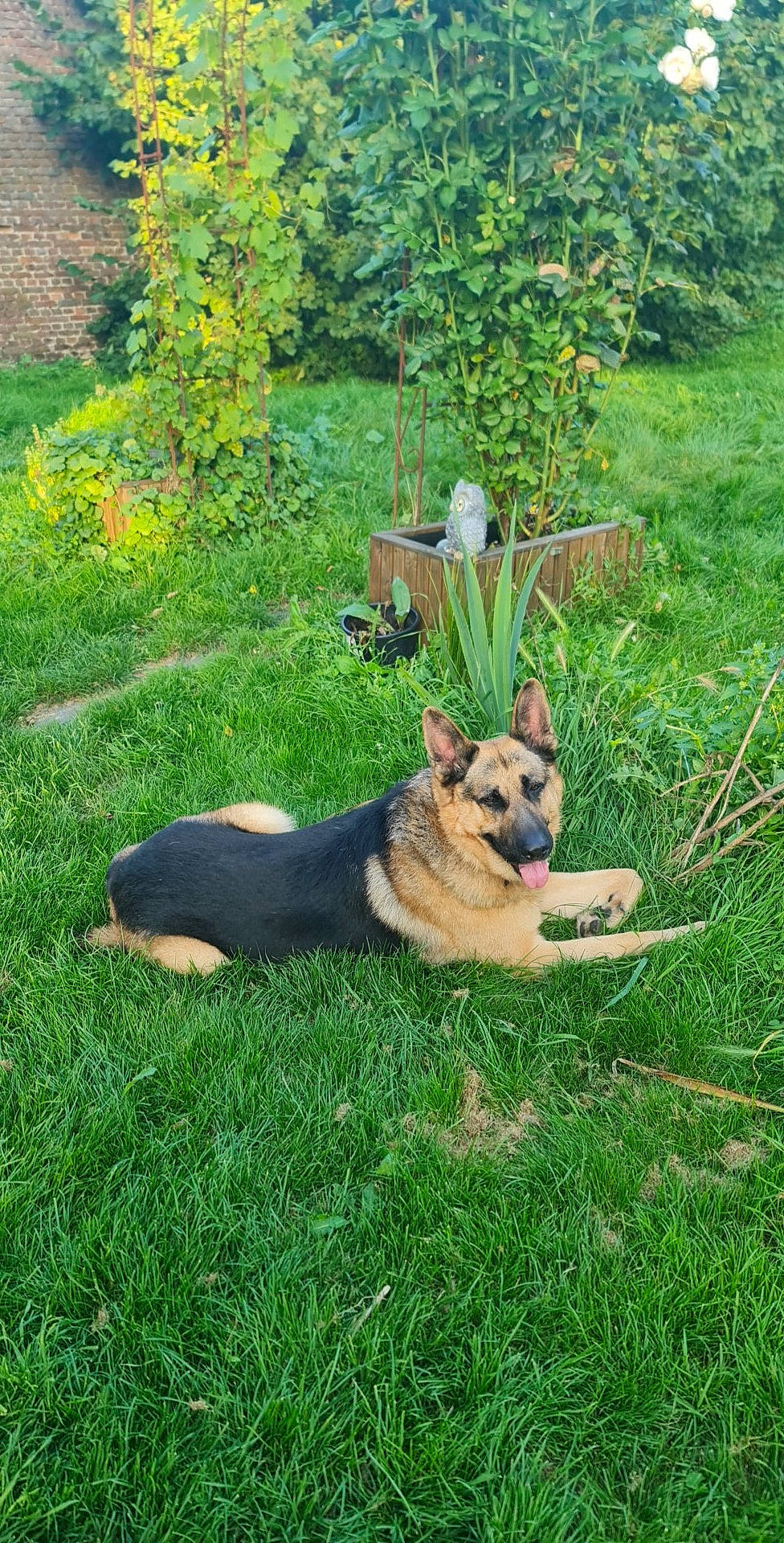 Zeus a rejoint le concours — aidez-le/la à gagner de superbes lots ! carnivore, companion_dog, dog, dog_breed, east_european_shepherd, fawn, garden, german_shepherd_dog, grass, groundcover, herding_dog, king_shepherd, lawn, old_german_shepherd_dog, plant, shrub, snout, sporting_group, tail, tree