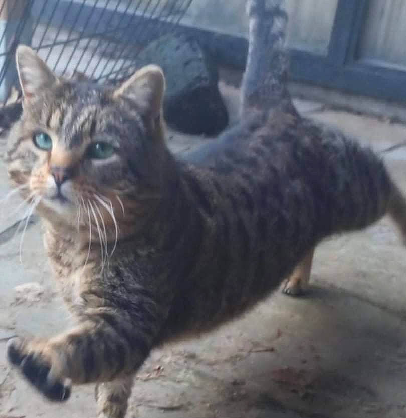 Darckside a rejoint le concours — aidez-le/la à gagner de superbes lots ! carnivore, cat, claw, domestic_short_haired_cat, felidae, fur, paw, sitting, sky, small_to_medium_sized_cats, tail, terrestrial_animal, whiskers, wildlife