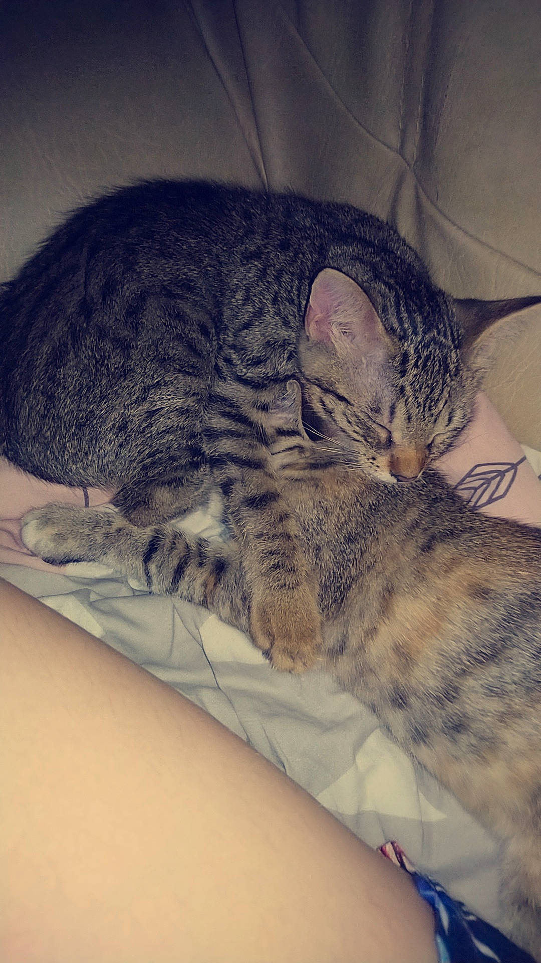 Erza a rejoint le concours — aidez-le/la à gagner de superbes lots ! american_shorthair, asian, california_spangled, carnivore, cat, domestic_short_haired_cat, dragon_li, egyptian_mau, european_shorthair, felidae, kitten, nap, ocicat, pixie_bob, skin, sleep, small_to_medium_sized_cats, snout, tabby_cat, whiskers