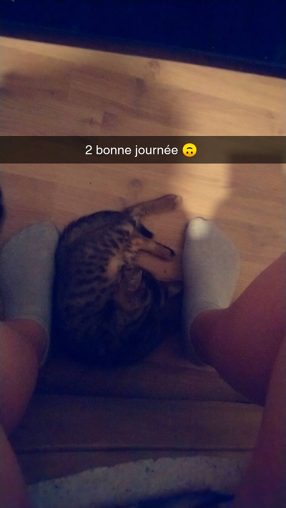 Erza a rejoint le concours — aidez-le/la à gagner de superbes lots ! cat, cloud, photo_caption, photography, sky, sunset