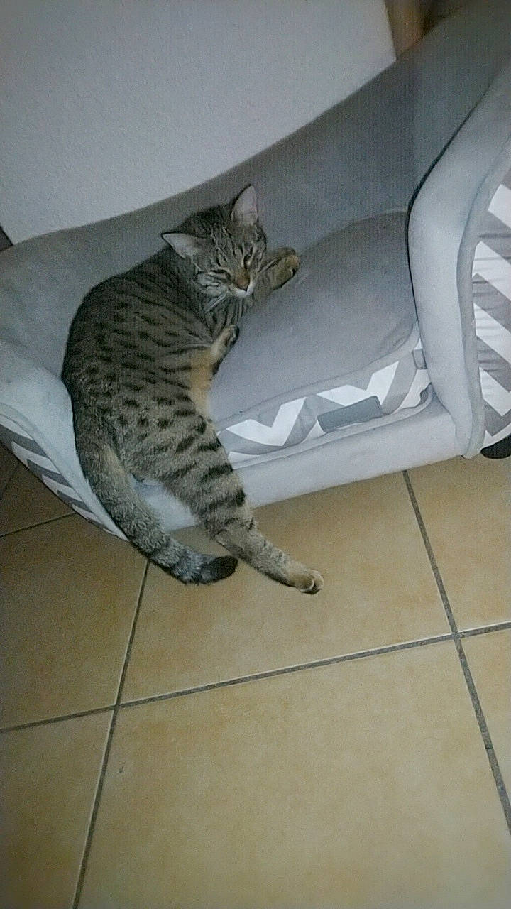 Erza a rejoint le concours — aidez-le/la à gagner de superbes lots ! asian, bengal, california_spangled, carnivore, cat, domestic_short_haired_cat, dragon_li, egyptian_mau, european_shorthair, felidae, floor, kitten, mammal, ocicat, pixie_bob, savannah, small_to_medium_sized_cats, tabby_cat, tail, whiskers