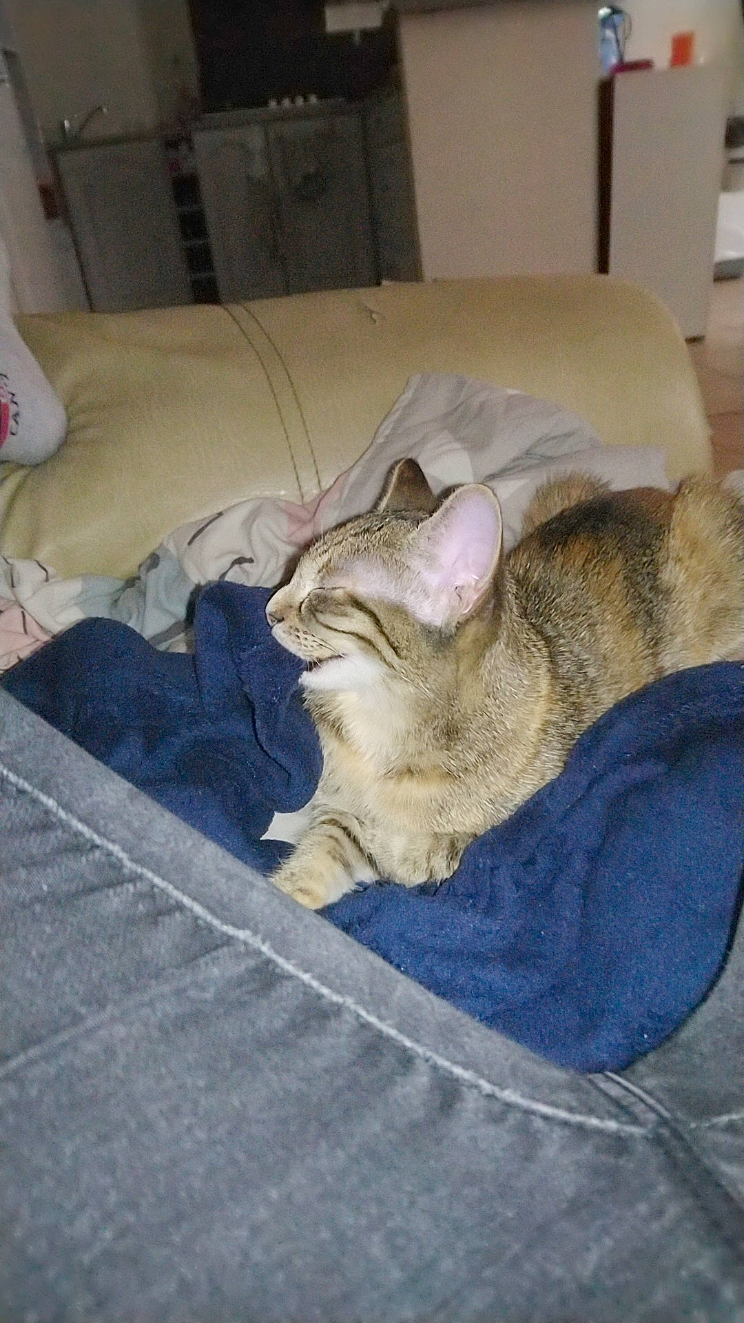 Yui a rejoint le concours — aidez-le/la à gagner de superbes lots ! asian, burmilla, carnivore, cat, chausie, comfort, domestic_short_haired_cat, ear, european_shorthair, fawn, felidae, fur, kitten, nap, singapura, sleep, small_to_medium_sized_cats, tabby_cat, whiskers