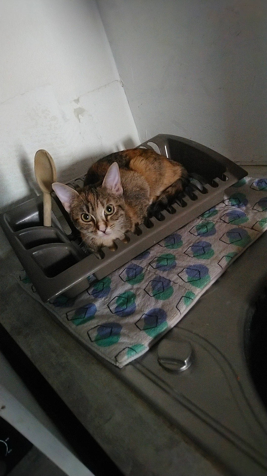 Yui a rejoint le concours — aidez-le/la à gagner de superbes lots ! american_shorthair, asian, bengal, carnivore, cat, chausie, domestic_short_haired_cat, dragon_li, egyptian_mau, european_shorthair, felidae, fur, kitten, ocicat, small_to_medium_sized_cats, tabby_cat, whiskers