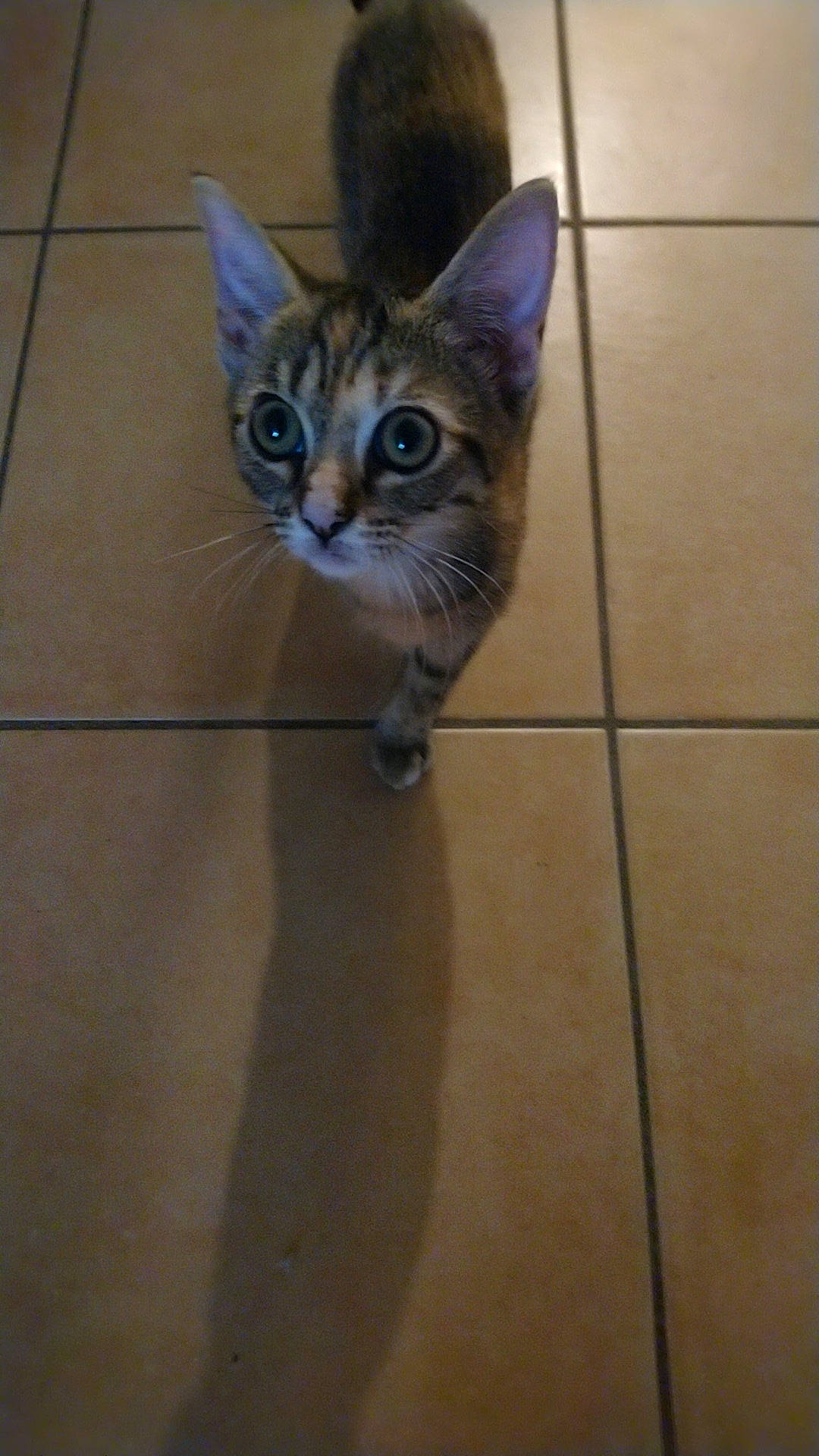 Yui participe au concours pour gagner de l'argent avec cette photo : aegean_cat, arabian_mau, asian, carnivore, cat, domestic_short_haired_cat, egyptian_mau, european_shorthair, fawn, felidae, flooring, kitten, mammal, ocicat, ojos_azules, small_to_medium_sized_cats, tabby_cat, tile, vertebrate, whiskers