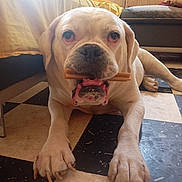 Boodha participe au concours pour gagner de l'argent avec cette photo : dog, bulldog, pet, animal, white_dog, chew_toy, stick, lying_down, front_view, close_up, large_dog, wrinkled_face, droopy_ears, paws, indoors, living_room, couch, checkered_floor, home, date_stamp