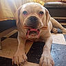 dog, bulldog, pet, animal, white_dog, chew_toy, stick, lying_down, front_view, close_up, large_dog, wrinkled_face, droopy_ears, paws, indoors, living_room, couch, checkered_floor, home, date_stamp