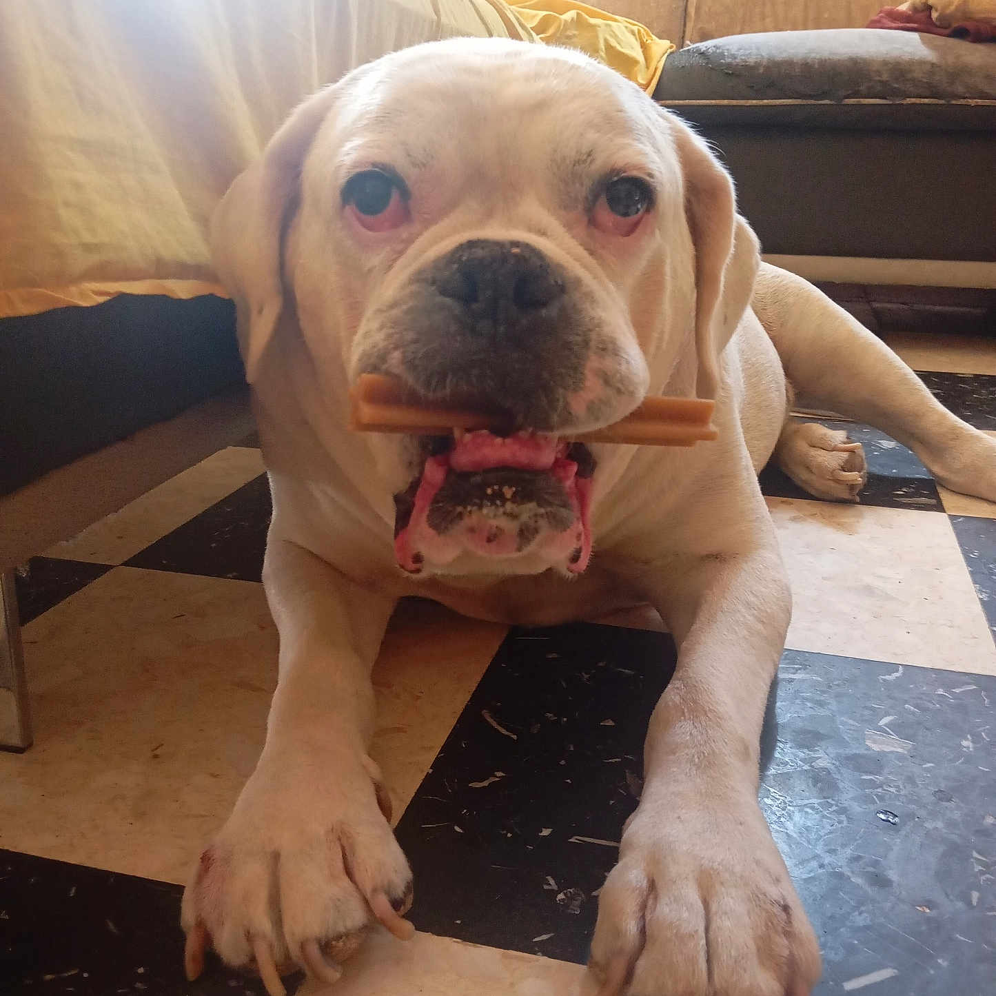 Boodha participe au concours pour gagner de l'argent avec cette photo : dog, bulldog, pet, animal, white_dog, chew_toy, stick, lying_down, front_view, close_up, large_dog, wrinkled_face, droopy_ears, paws, indoors, living_room, couch, checkered_floor, home, date_stamp