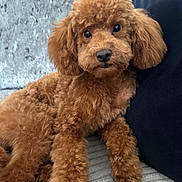Milo joined the competition — help win amazing prizes! dog, poodle, brown, fluffy, curly_fur, pet, couch, indoor, cute, relaxed, animal, companion, mammal, fur, portrait, laying_down, cozy, looking, domestic, friend