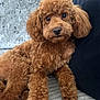 dog, poodle, brown, fluffy, curly_fur, pet, couch, indoor, cute, relaxed, animal, companion, mammal, fur, portrait, laying_down, cozy, looking, domestic, friend