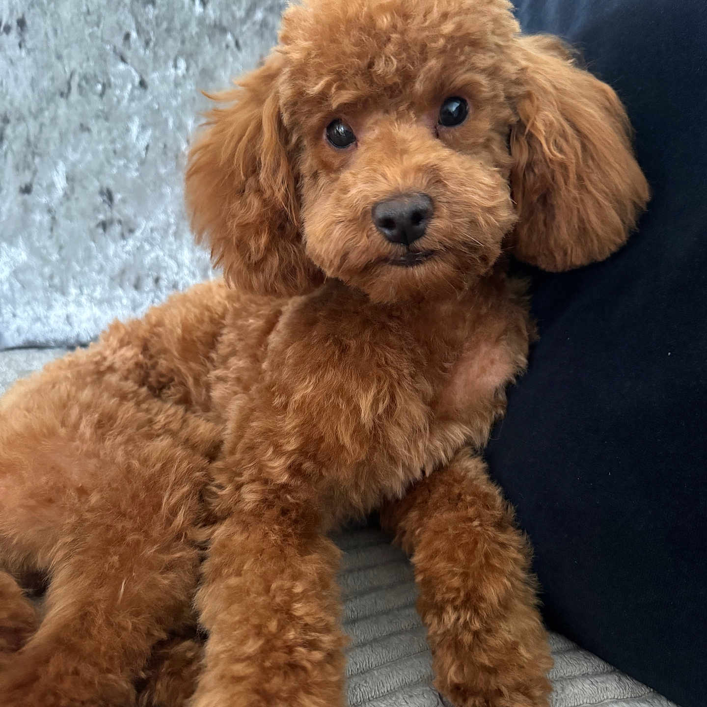 Milo joined the competition — help win amazing prizes! animal, brown, companion, couch, cozy, curly_fur, cute, dog, domestic, fluffy, friend, fur, indoor, laying_down, looking, mammal, pet, poodle, portrait, relaxed