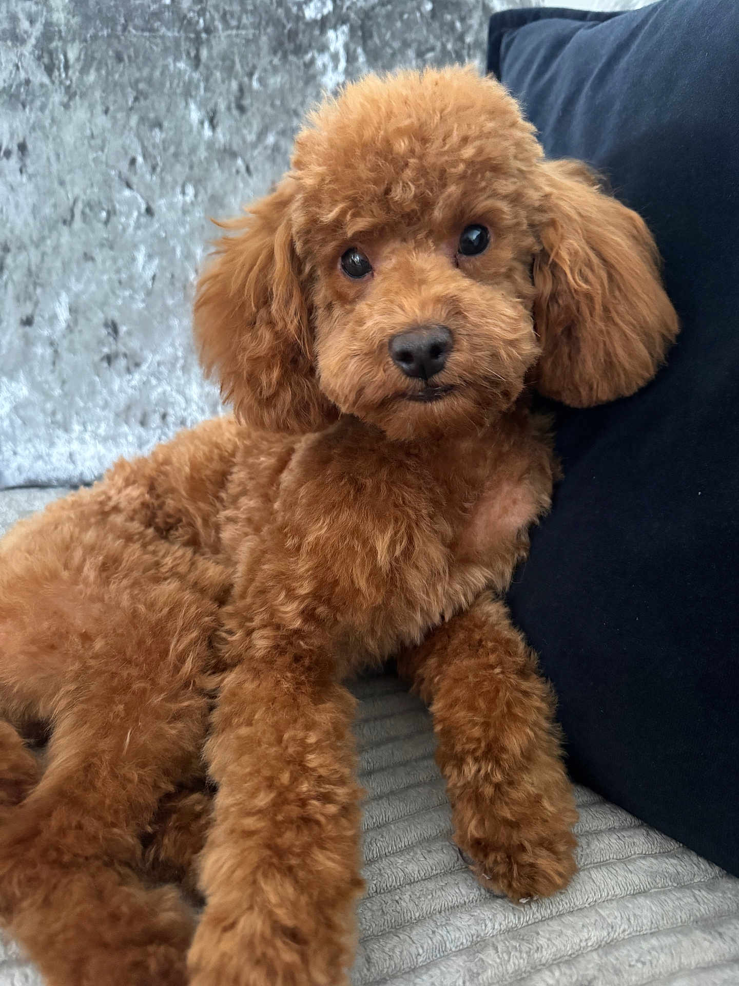 Milo