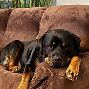 Titus joined the competition — help win amazing prizes! dog, rottweiler, couch, brown_couch, indoor, pet, relaxed, canine, fur, paw, resting, animal, mammal, domestic_animal, houseplant, leisure, portrait, companion, home, furniture