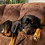 dog, rottweiler, couch, brown_couch, indoor, pet, relaxed, canine, fur, paw, resting, animal, mammal, domestic_animal, houseplant, leisure, portrait, companion, home, furniture