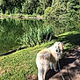 Tacos a rejoint le concours — aidez-le/la à gagner de superbes lots ! dog, leash, path, grass, pond, water, trees, nature, outdoor, sunlight, shadow, greenery, canine, park, scenic, summer, animal, fur, daytime, peaceful