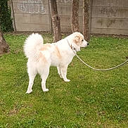 Tacos participe au concours pour gagner de l'argent avec cette photo : dog, white_dog, leash, grass, tree, outdoor, pet, canine, fence, concrete_wall, graffiti, nature, animal, side_view, collar, daytime, park, fur, alert, greenery