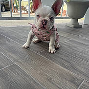 Diamond is registered to the contest to win money with this photo: dog, puppy, french_bulldog, white_dog, blue_eyes, pink_harness, pet, floor, tile_floor, porch, railing, plant, potted_plant, ears, cute, animal, pet_accessory, indoors, close_up, sitting