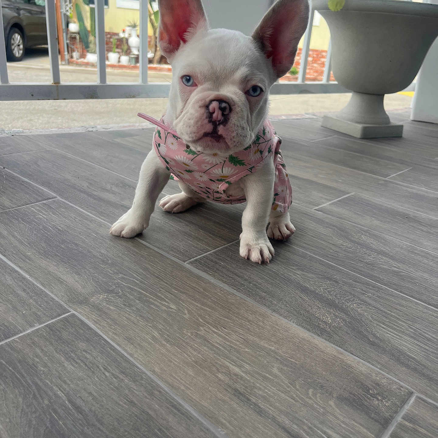 Diamond is registered to the contest to win money with this photo: animal, blue_eyes, close_up, cute, dog, ears, floor, french_bulldog, indoors, pet, pet_accessory, pink_harness, plant, porch, potted_plant, puppy, railing, sitting, tile_floor, white_dog