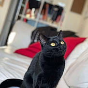 Savana a rejoint le concours — aidez-le/la à gagner de superbes lots ! black_cat, cat, pet, animal, indoor, feline, yellow_eyes, curious, sitting, white_couch, red_cushion, blurred_background, household, fur, whiskers, ears, tail, domestic, portrait, cute