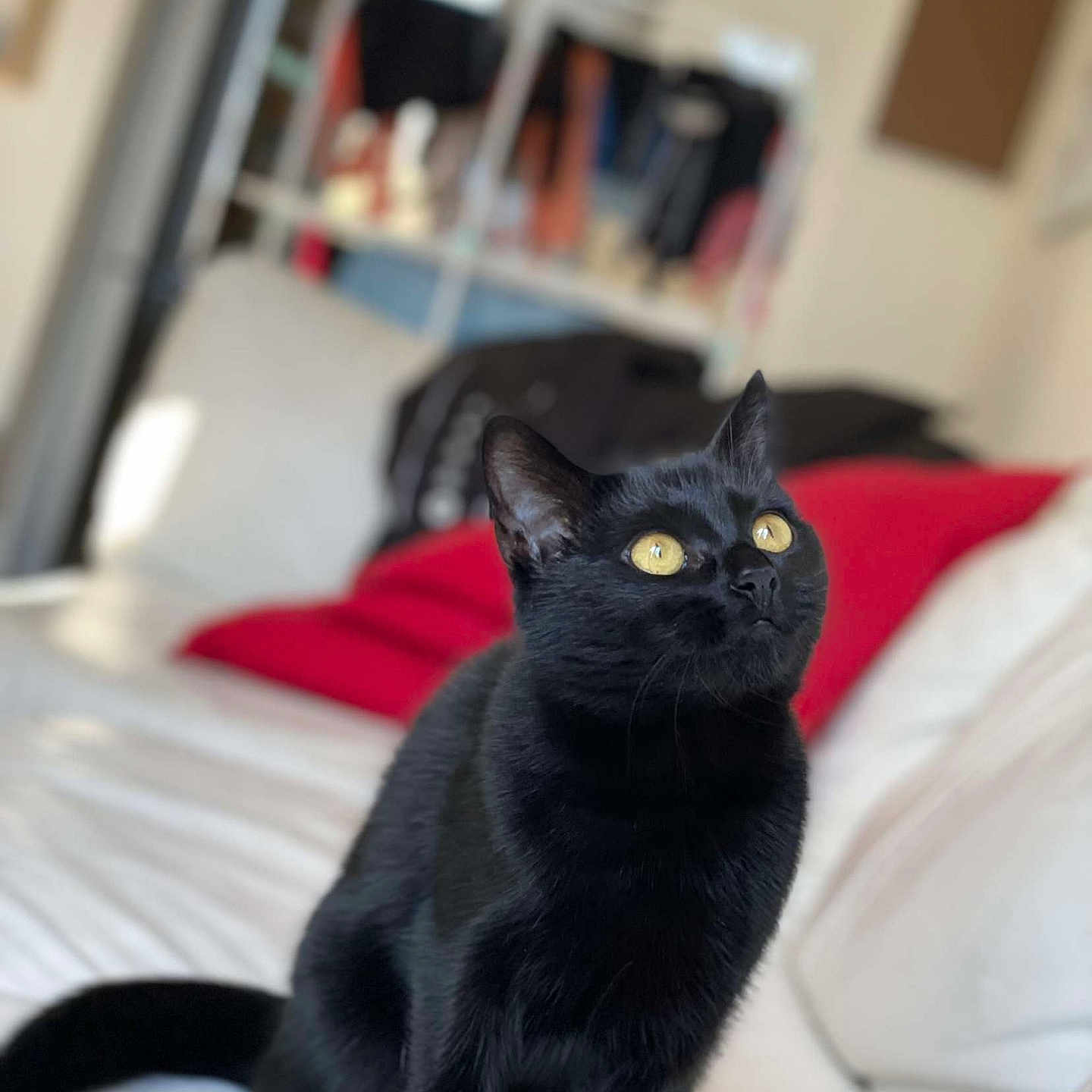 Savana a rejoint le concours — aidez-le/la à gagner de superbes lots ! black_cat, cat, pet, animal, indoor, feline, yellow_eyes, curious, sitting, white_couch, red_cushion, blurred_background, household, fur, whiskers, ears, tail, domestic, portrait, cute