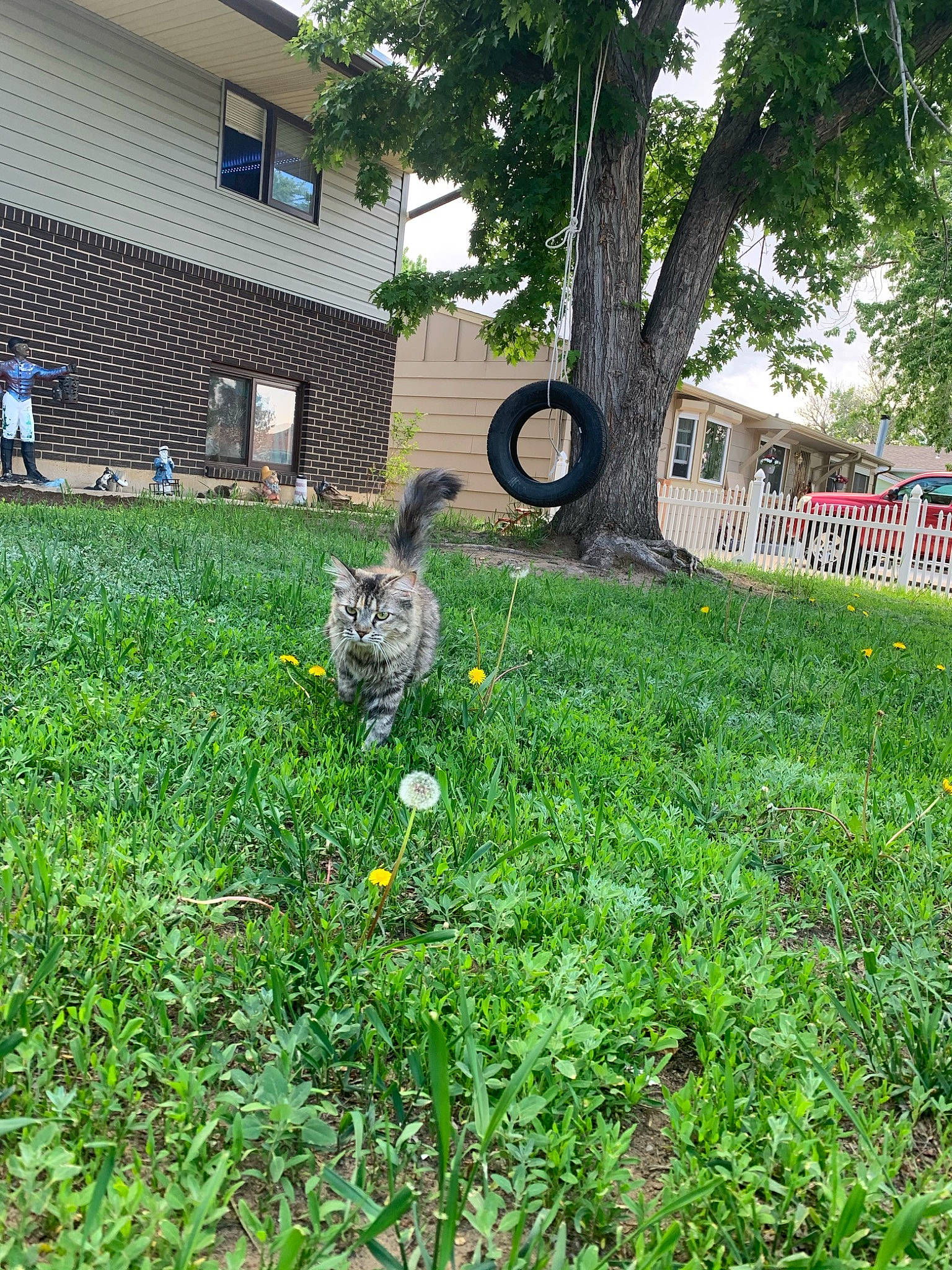 Bella joined the competition — help win amazing prizes! art, building, fawn, flower, grass, grass_family, grassland, groundcover, house, land_lot, landscape, lawn, people_in_nature, plant, rabbit, shrub, tail, tree, trunk, window