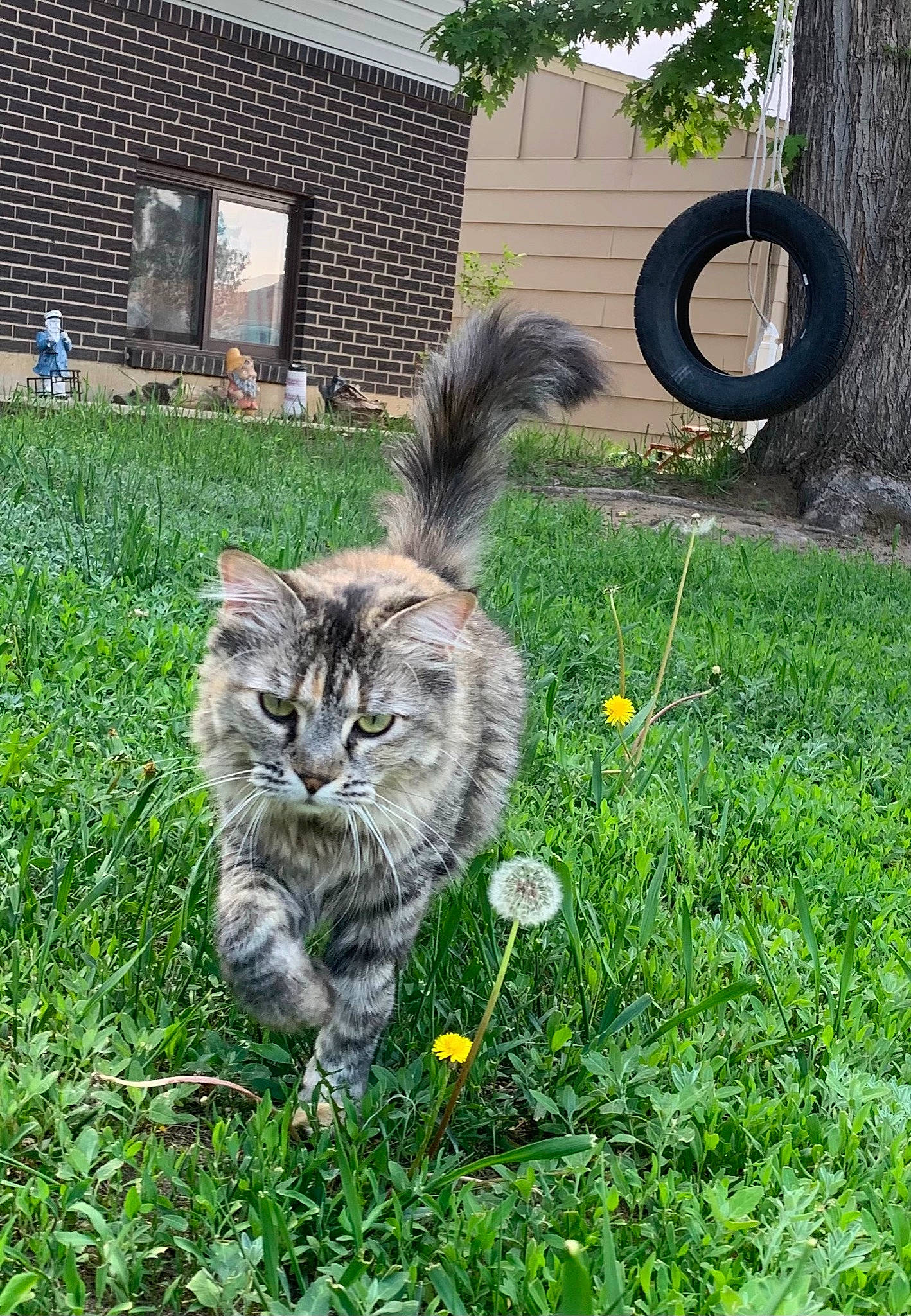 Bella joined the competition — help win amazing prizes! automotive_tire, carnivore, cat, domestic_short_haired_cat, fawn, felidae, flower, fur, grass, groundcover, lawn, plant, small_to_medium_sized_cats, snout, synthetic_rubber, tail, terrestrial_animal, tire, wheel, whiskers