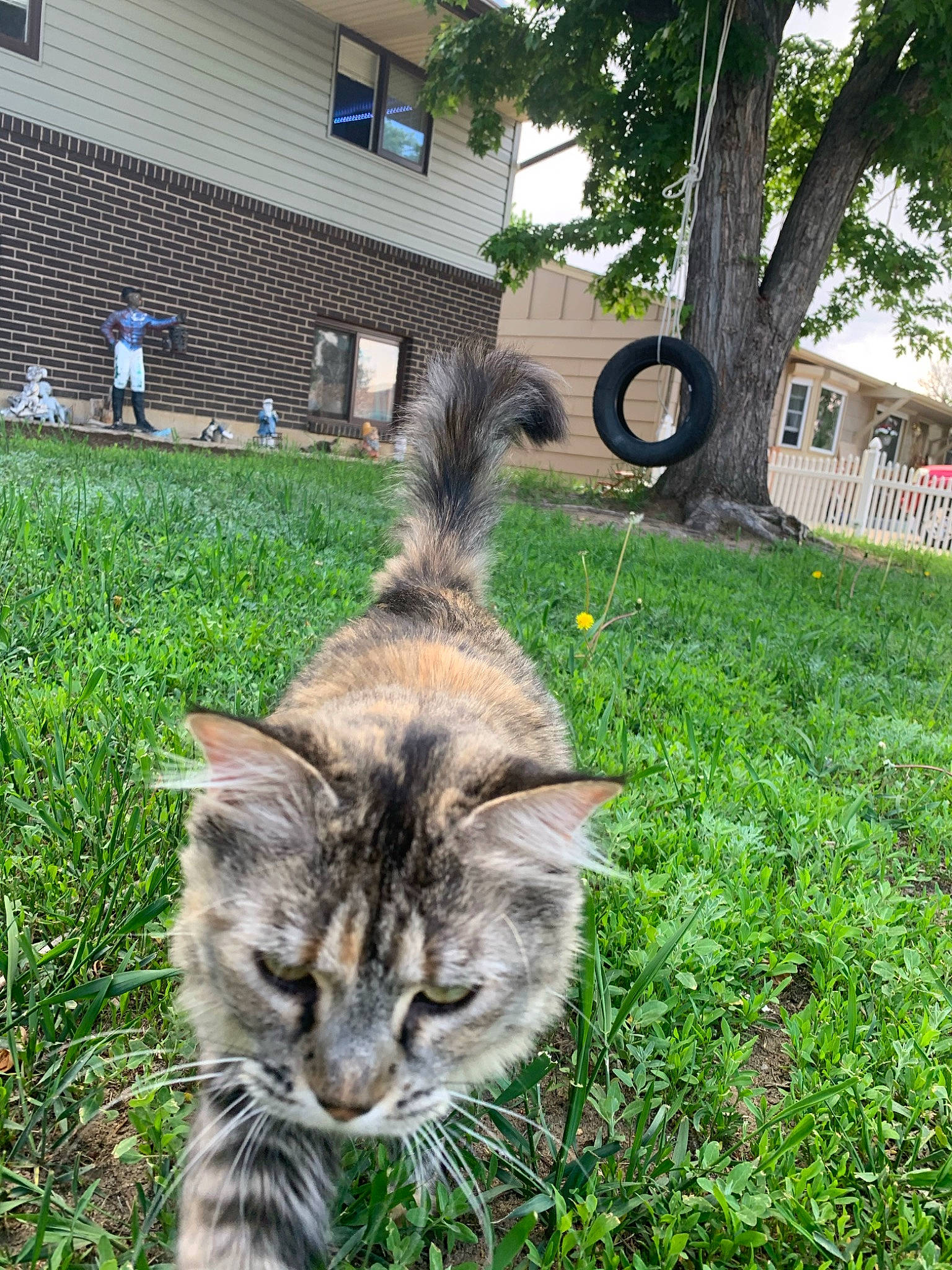 Bella is registered to the contest to win money with this photo: carnivore, cat, domestic_short_haired_cat, fawn, felidae, fur, garden, grass, grass_family, groundcover, lawn, plant, small_to_medium_sized_cats, snout, tail, terrestrial_animal, tree, whiskers, wildlife, window