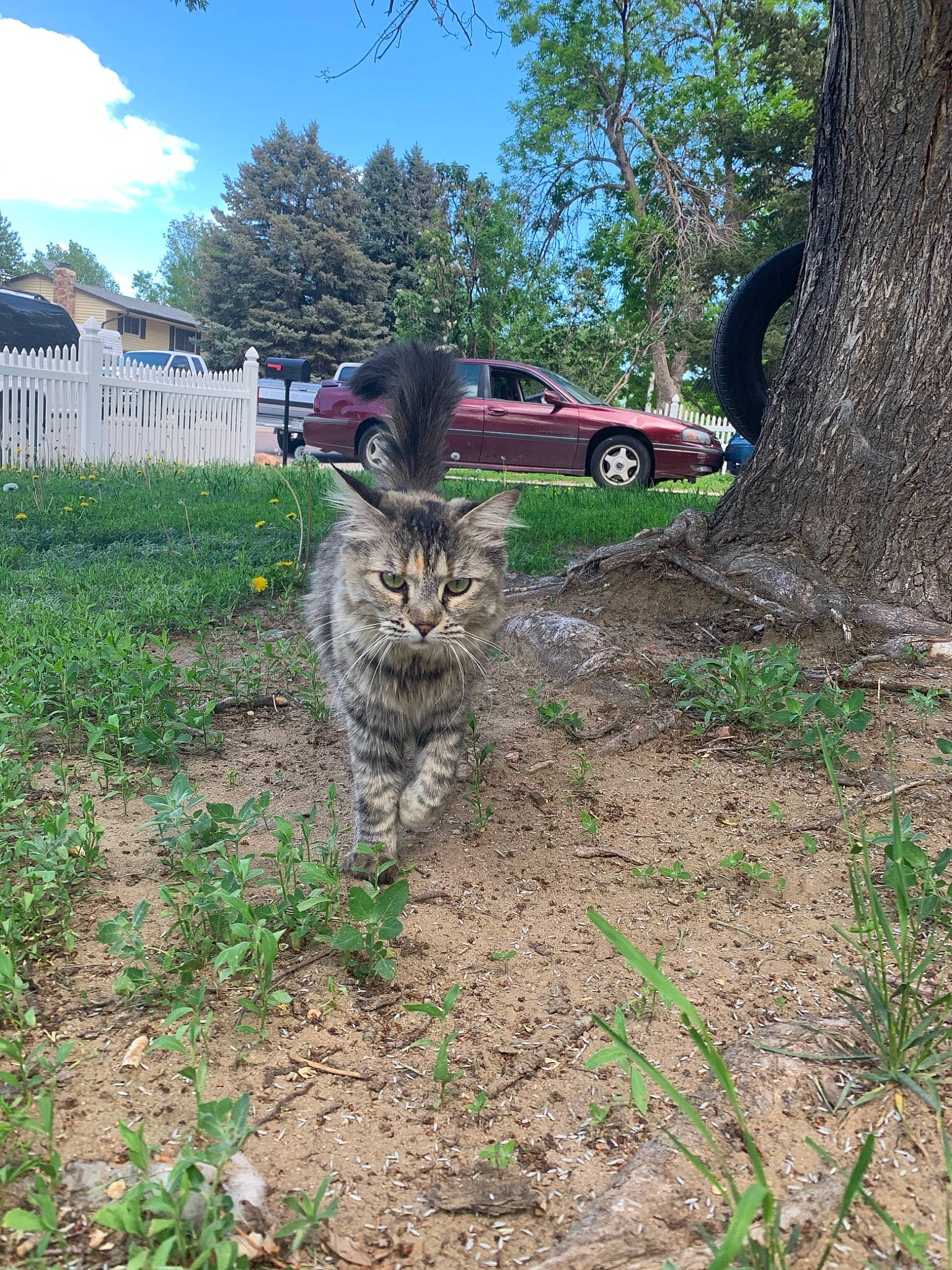 Bella is registered to the contest to win money with this photo: carnivore, cat, cloud, fawn, felidae, grass, groundcover, lawn, plant, shrub, sky, small_to_medium_sized_cats, tail, terrestrial_animal, tire, tree, trunk, wheel, whiskers, wood