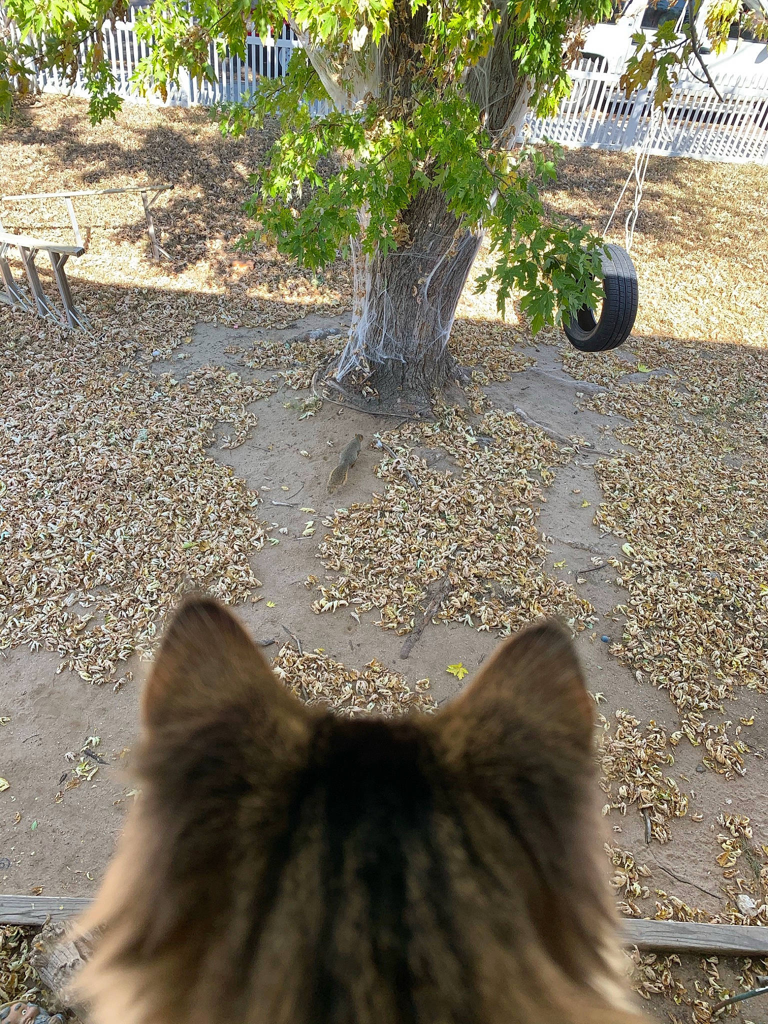 Zero joined the competition — help win amazing prizes! asphalt, biome, branch, carnivore, cat, dog_breed, fawn, felidae, grass, light, morning, plant, road_surface, shade, small_to_medium_sized_cats, sunlight, tree, whiskers, wood, woody_plant