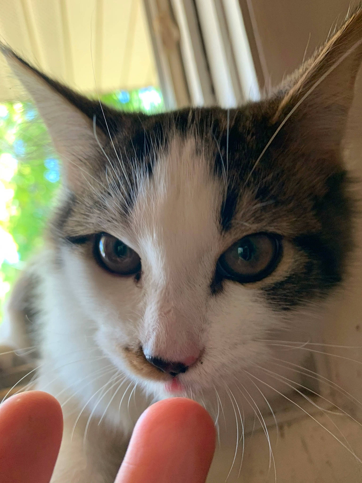 Zero joined the competition — help win amazing prizes! carnivore, cat, claw, close_up, domestic_short_haired_cat, ear, eyelash, fawn, felidae, finger, fur, gesture, nail, paw, small_to_medium_sized_cats, snout, tail, thumb, whiskers, window