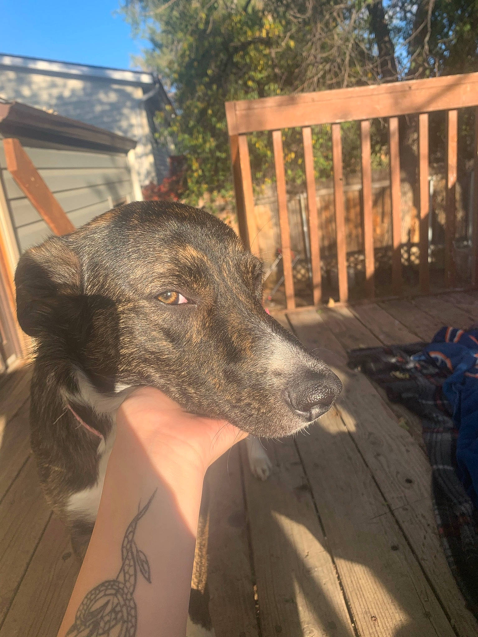 Lily is registered to the contest to win money with this photo: backpack, bag, canidae, carnivore, chair, companion_dog, dog, dog_breed, fawn, fur, grass, luggage_and_bags, metal, plant, sky, snout, sporting_group, tree, wood, working_animal