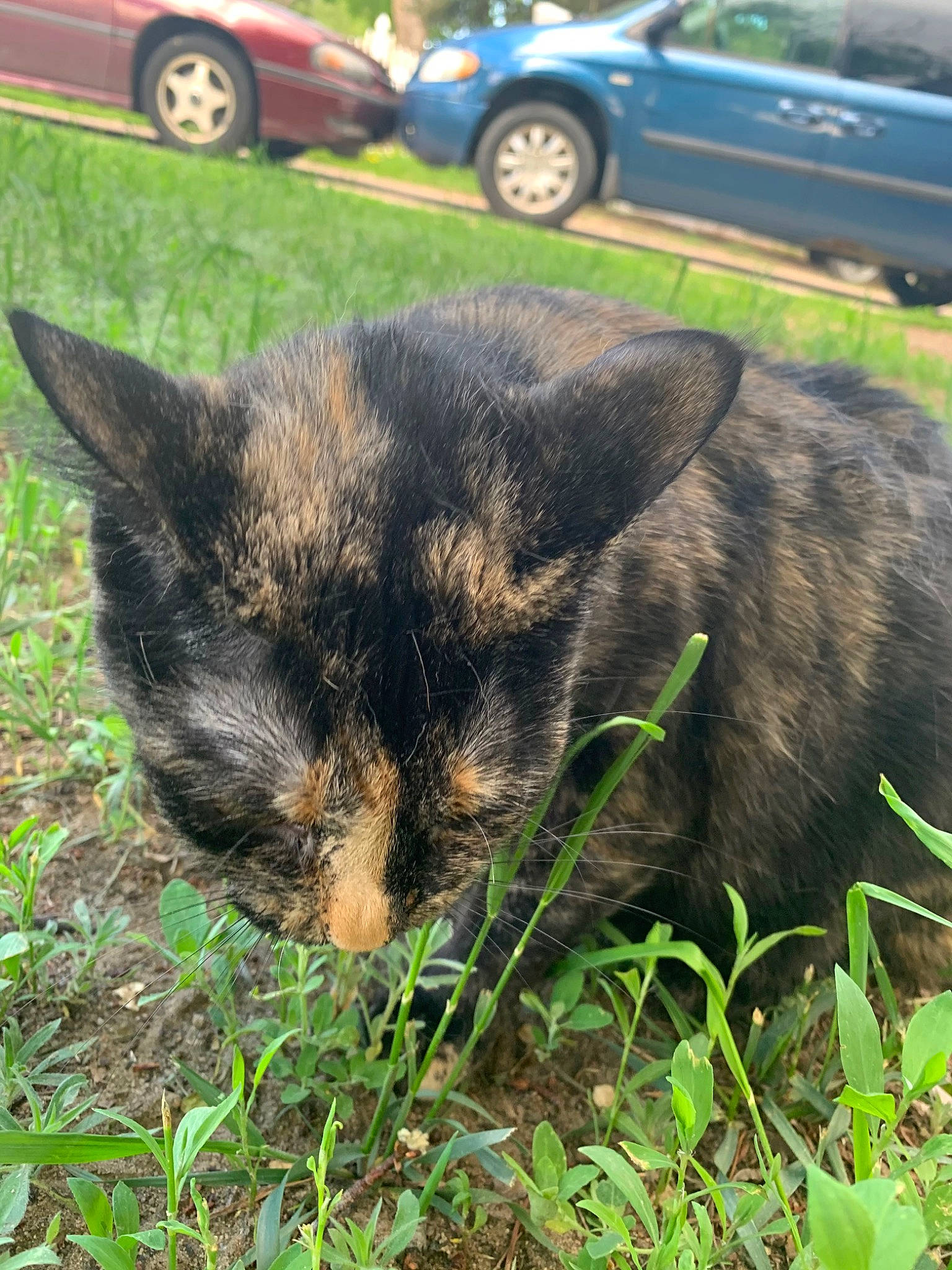 Ellie joined the competition — help win amazing prizes! automotive_exterior, automotive_tire, car, carnivore, cat, domestic_short_haired_cat, felidae, grass, groundcover, lawn, motor_vehicle, plant, small_to_medium_sized_cats, snout, tail, terrestrial_animal, tire, vehicle, wheel, whiskers