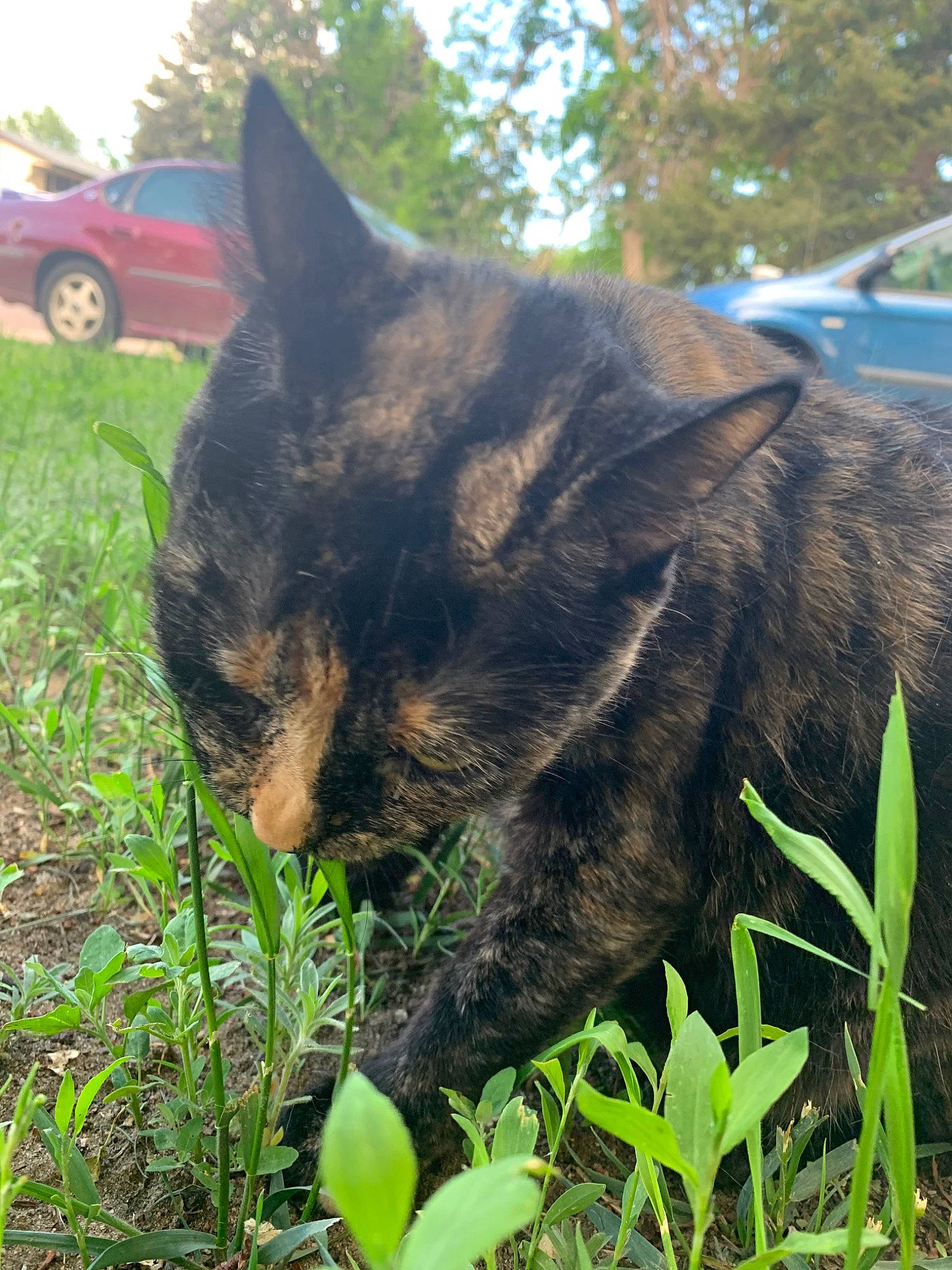 Ellie joined the competition — help win amazing prizes! car, carnivore, cat, domestic_short_haired_cat, felidae, fur, grass, groundcover, lawn, plant, shrub, sky, small_to_medium_sized_cats, terrestrial_animal, terrestrial_plant, tire, tree, vehicle, wheel, whiskers
