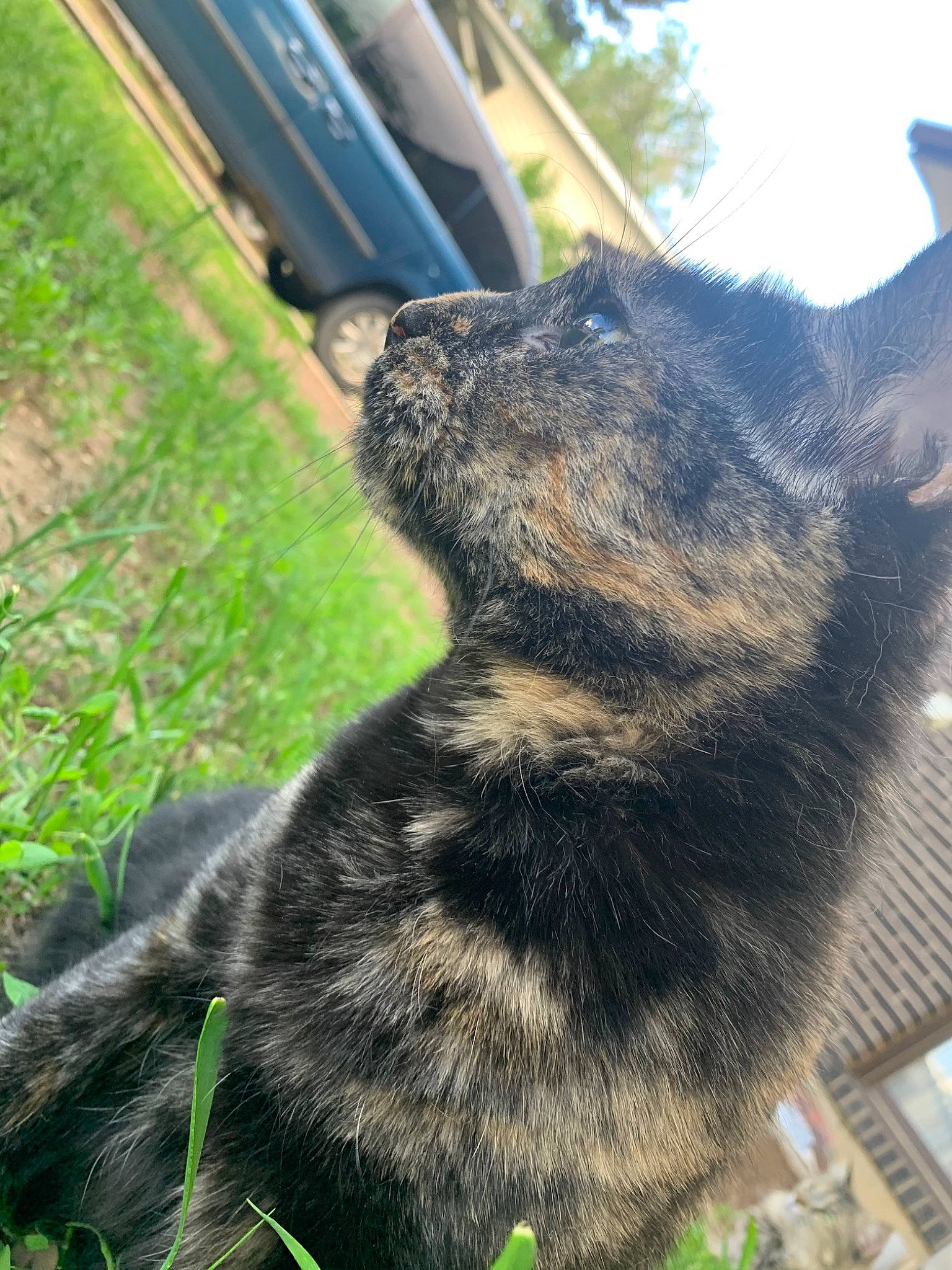 Ellie is registered to the contest to win money with this photo: black_cat, canidae, carnivore, cat, dog_breed, domestic_short_haired_cat, felidae, fur, grass, light, paw, plant, small_to_medium_sized_cats, sporting_group, tail, terrestrial_animal, tints_and_shades, tree, whiskers, window