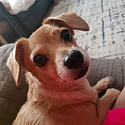Angel joined the competition — help win amazing prizes! animal, brown_fur, carpet, close_up, companion, couch, curious, cute, dog, domestic, ears, friendly, home, indoor, looking_at_camera, mammal, nose, pet, relaxed, whiskers