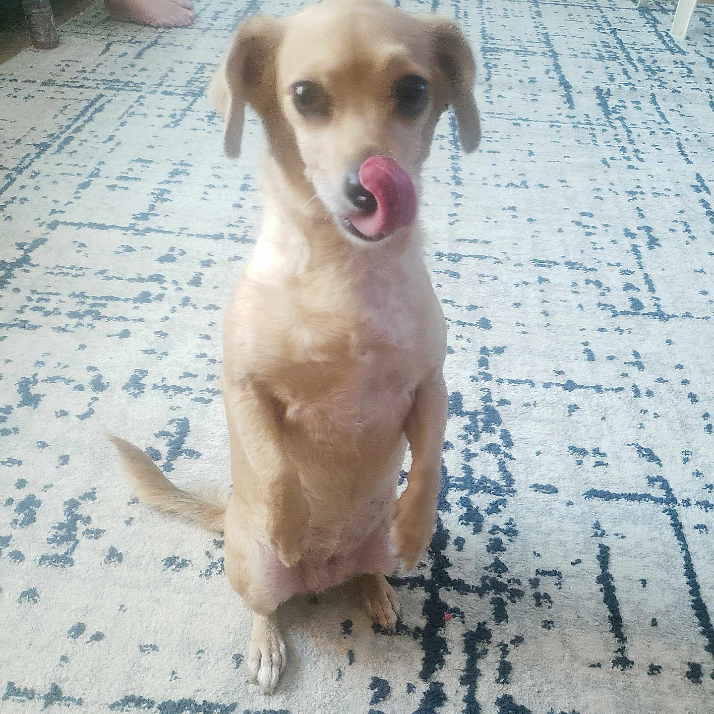Angel is registered to the contest to win money with this photo: animal, bottle, carpet, cute, dog, floor, home, indoor, living_room, person_feet, pet, playful, relaxed, sitting, small_dog, tail, tan_dog, tongue_out, toy_stroller, wood_floor