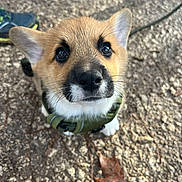 Sherlock participe au concours pour gagner de l'argent avec cette photo : corgi, puppy, dog, animal, pet, outdoor, close_up, harness, cute, fur, ears, leash, ground, footwear, leaf, whiskers, canine, looking_up, walking, nature