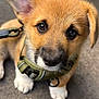 puppy, dog, close_up, brown_fur, white_paws, harness, leash, outdoor, pet, animal, cute, young_dog, curious, sitting, canine, fur, ears, black_nose, whiskers, looking_at_camera