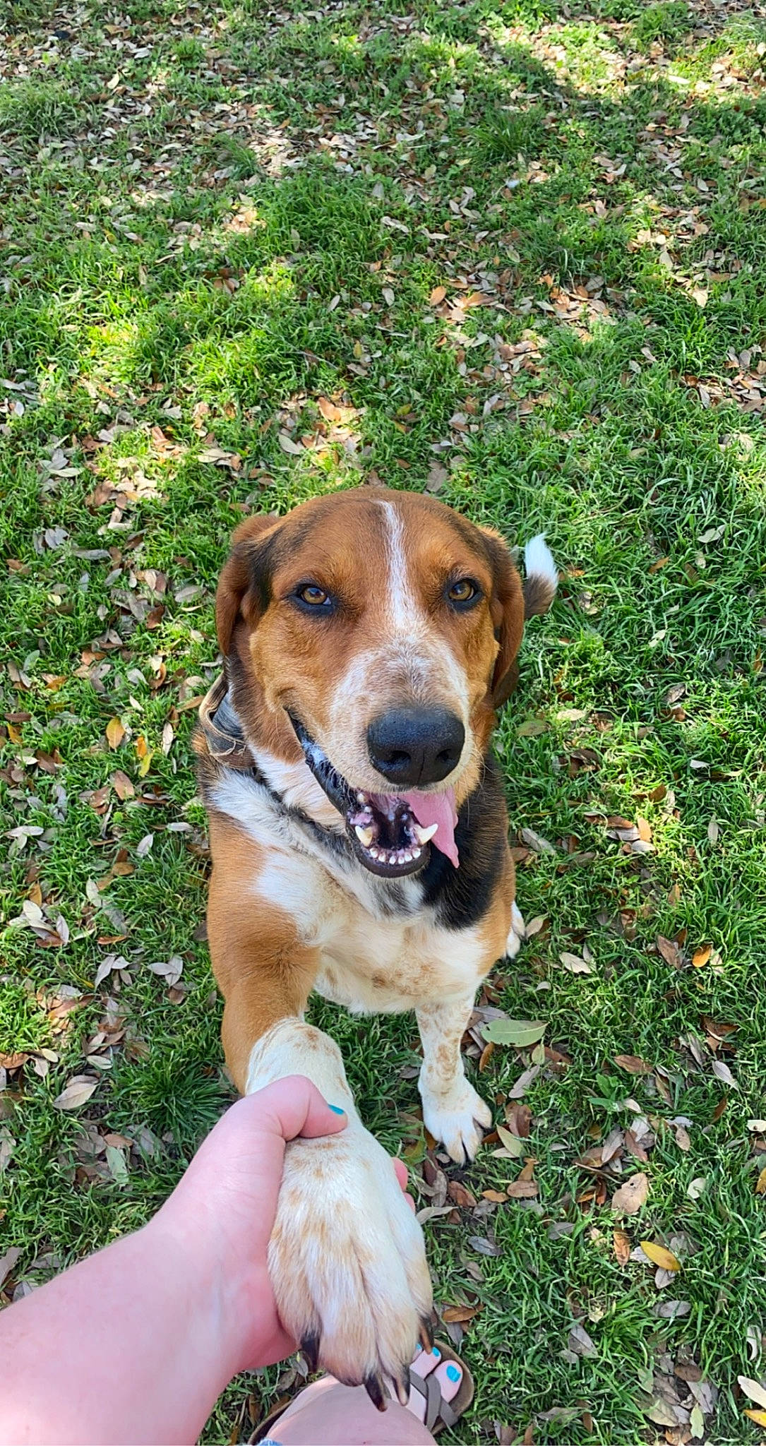 Riley joined the competition — help win amazing prizes! beagle, beagle_harrier, canidae, carnivore, companion_dog, dog, dog_breed, fawn, finnish_hound, grass, groundcover, hound, hunting_dog, people_in_nature, plant, scent_hound, sporting_group, terrestrial_animal, working_animal, working_dog