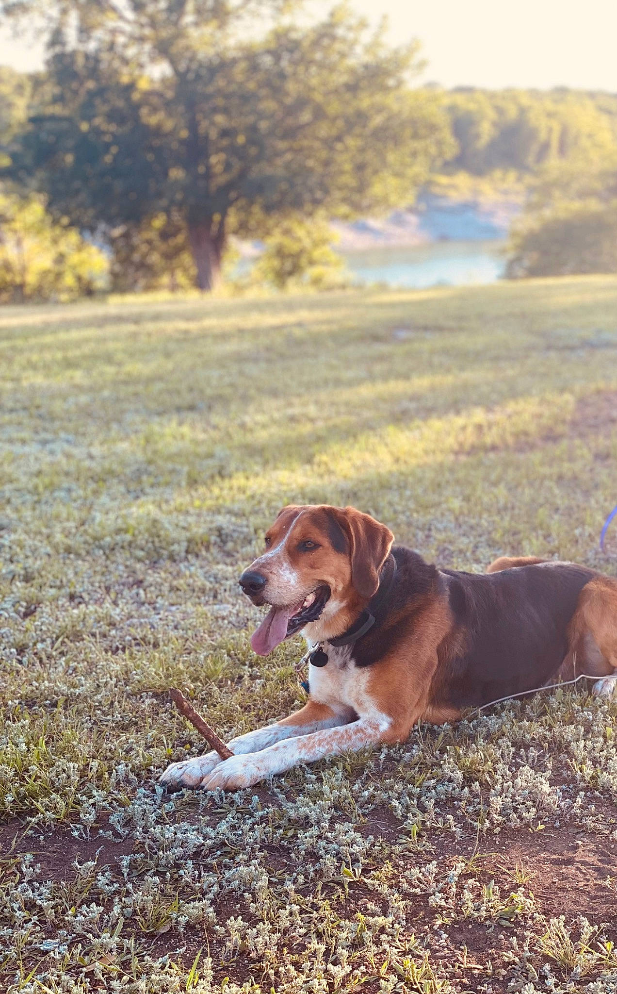 Riley joined the competition — help win amazing prizes! canidae, carnivore, collar, companion_dog, dog, dog_breed, dog_collar, fawn, grass, gun_dog, hound, landscape, liver, pet_supply, plant, scent_hound, soil, sporting_group, tree, water