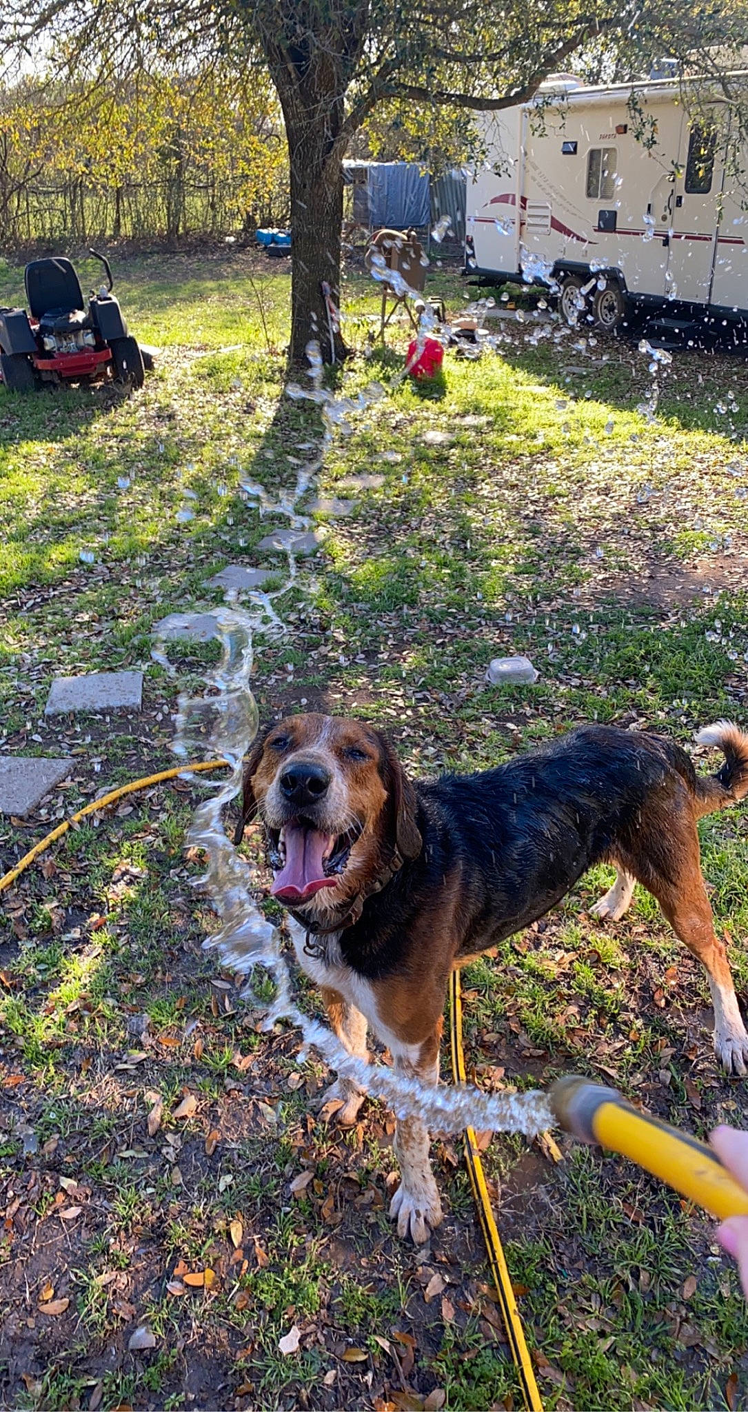 Riley joined the competition — help win amazing prizes! bag, canidae, carnivore, collar, companion_dog, dog, dog_breed, dog_collar, garden, grass, hunting_dog, leash, leisure, plant, recreation, sporting_group, tree, working_animal, working_dog, yard