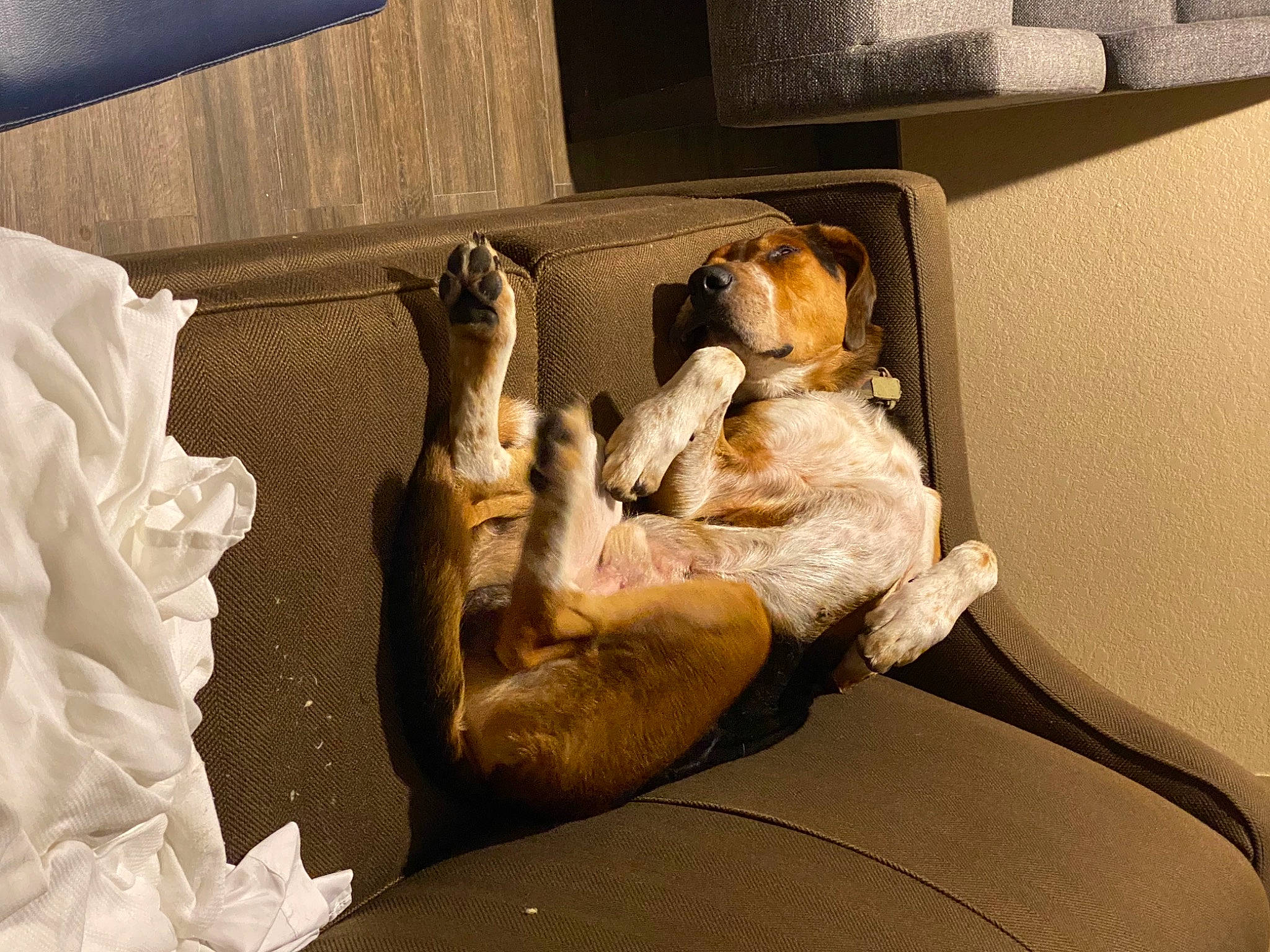 Riley is registered to the contest to win money with this photo: barefoot, bed, bed_sheet, bedding, carnivore, chair, comfort, companion_dog, fawn, felidae, flooring, foot, fur, human_leg, linens, room, small_to_medium_sized_cats, tail, window, wood