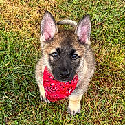 Ace is registered to the contest to win money with this photo: puppy, dog, bandana, grass, outdoor, cute, pet, animal, ears, fur, looking_up, young, adorable, nature, red, collar, domestic_animal, mammal, portrait, playful