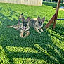 Ace joined the competition — help win amazing prizes! dog, puppy, german_shepherd, grass, outdoor, sunlight, tongue_out, ears_up, playful, pets, animal, greenery, yard, fence, wooden_swing_set, metal_building, shadow, summer, nature, canine
