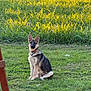 dog, german_shepherd, puppy, grass, outdoor, nature, sunlight, greenery, pet, animal, canine, sitting, collar, young, field, daylight, ears_up, alert, fur, portrait
