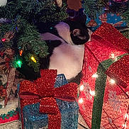 Oreo joined the competition — help win amazing prizes! cat, black_and_white, sleeping, christmas_tree, christmas_lights, ornaments, gift_boxes, red_bow, blue_gift, red_gift, holiday, festive, carpet, indoor, decorations, feline, cozy, relaxing, holiday_season, winter