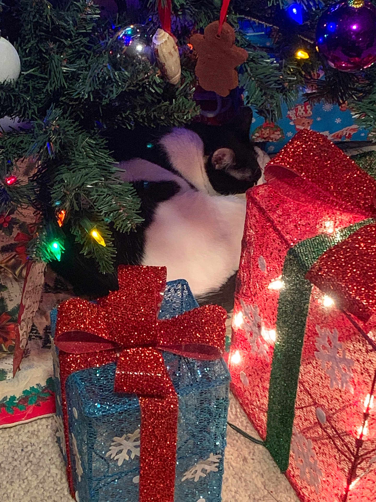 Oreo