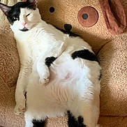 Patch joined the competition — help win amazing prizes! cat, black_and_white, fluffy, relaxed, lounging, teddy_bear_chair, cozy, indoor, furniture, cute, pet, animal, soft_texture, resting, comfortable, whiskers, pink_nose, ears, paw, home